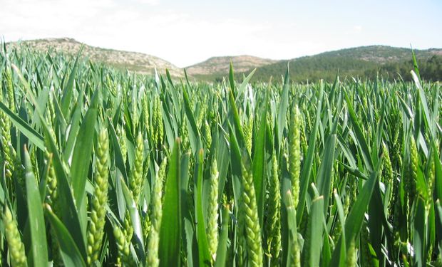 Cebada, cultivo estrella por buen precio y demanda