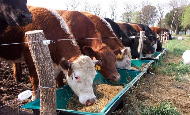 El rodeo bovino uruguayo comprende 12.050.378 cabezas.