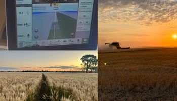 Trigo inédito: la sorpresa del productor que cosechó hasta 110 qq/ha y sintió que habían adelantado la cosecha de maíz por los rindes