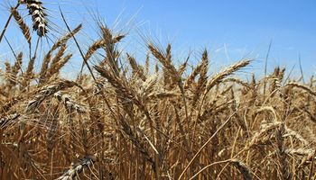 Trigo y maíz: volvió a rearmarse el mercado de cereales de campaña 2020/21