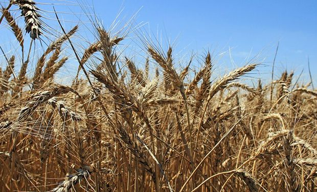 Trigo y maíz: volvió a rearmarse el mercado de cereales de campaña 2020/21