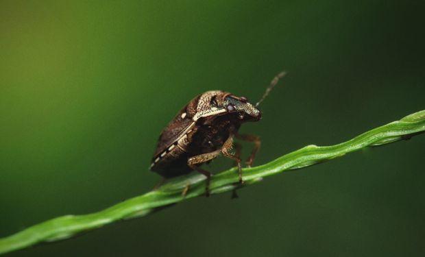 El ingreso de las plagas podría afectar producciones agrícolas (hortícolas, frutícolas, cultivos extensivos, forestales) y el ambiente.