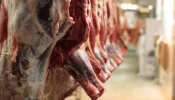 Uruguay: Crece la faena de vacunos