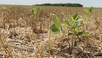 Aumentó la pérdida de soja en la zona núcleo: las estimaciones cayeron un 45 %