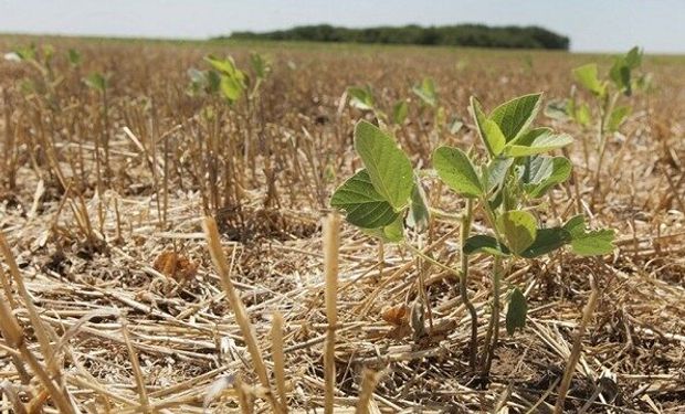 Aumentó la pérdida de soja en la zona núcleo: las estimaciones cayeron un 45 %