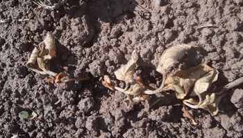 Alerta roja para la soja: la sequía afecta casi el 50 % del cultivo de primera y hay productores que no quieren sembrar