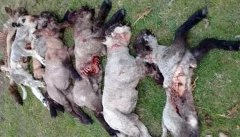 Entre Ríos: una jauría de perros cimarrones mató a 30 ovejas y los productores crean una red de ayuda para dar aviso