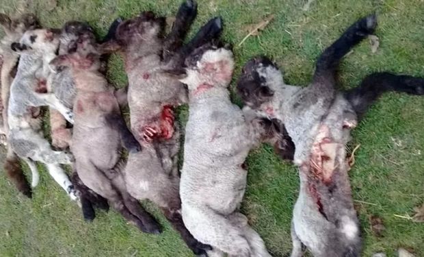 Entre Ríos: una jauría de perros cimarrones mató a 30 ovejas y los productores crean una red de ayuda para dar aviso
