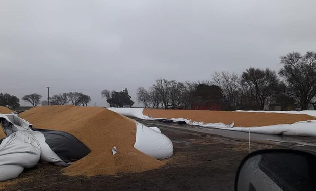 Indignación en un productor al que le rompieron tres silo bolsas en medio de las lluvias