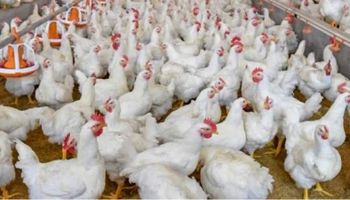 Avícola vs. Senasa: el tercer test dio negativo y no sacrificarán a las 200.000 aves