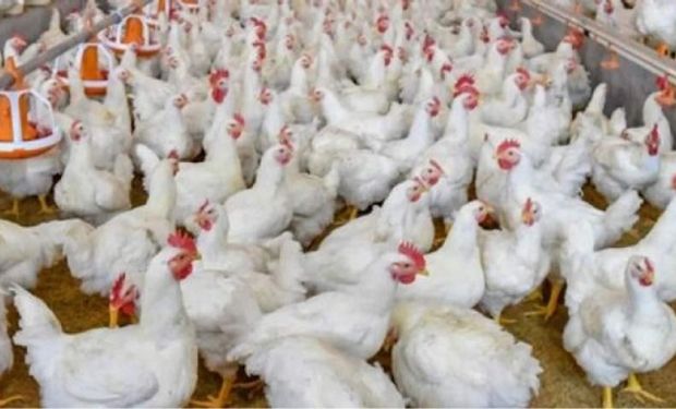 Avícola vs. Senasa: el tercer test dio negativo y no sacrificarán a las 200.000 aves