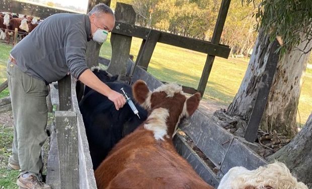 El centro y norte de Buenos Aires vacunó a más del 80 % de los bovinos contra la fiebre aftosa