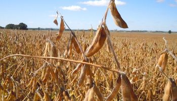 Sube la soja y corta una racha negativa que la llevó a caer un 7% en enero