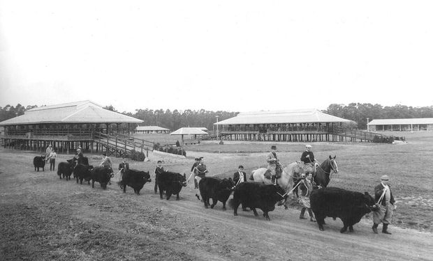 Los Aberdeen Angus hacia el ring de ventas, en el primer remate de 1964 en la estancia de Las Lilas.