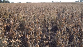 Las cadenas agroindustriales se refirieron a la prohibición de agroquímicos en La Pampa