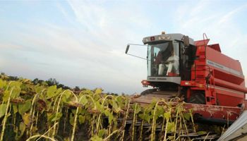 Ya se cosechó más de la mitad del girasol