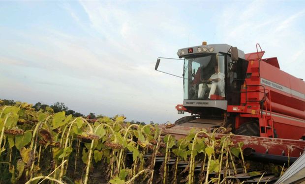 Ya se cosechó más de la mitad del girasol