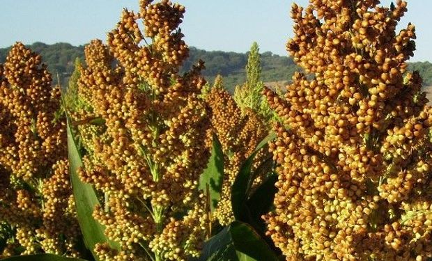 El Sorgo está experimentando una creciente demanda mundial, particularmente en alimentos y bebidas, ganadería y los mercados de combustibles sustentables.