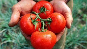 Los tomates de la nueva generación: frescos, inocuos y 4.0 