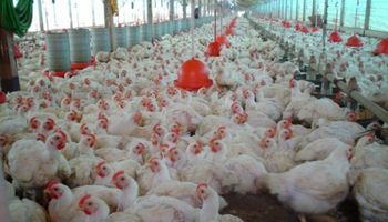 Sanidad y prevención, aspectos centrales en la avicultura 