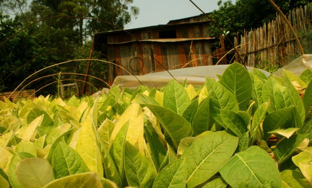 Designaron al nuevo coordinador de tabaco del Gobierno: ¿quién es Martín Giaccio?