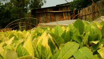 Las exportaciones pymes crecieron, pero el tabaco sufrió una importante caída