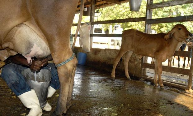 De janeiro a julho deste ano, o Brasil importou 161 mil toneladas de lácteos. (foto - Marcelo Camargo/Agência Brasil)