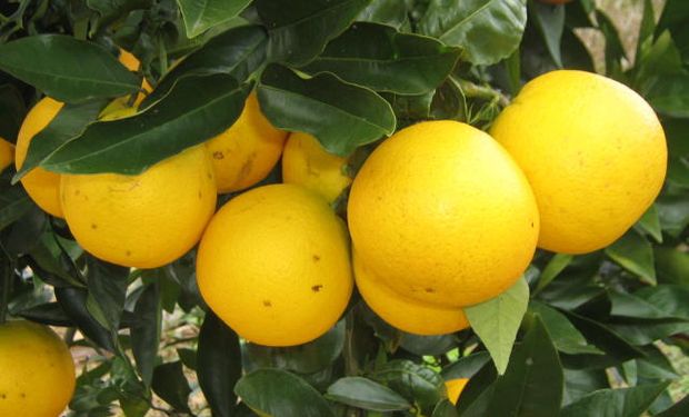 Laranja está entre os produtos que apresentam melhor desempenho neste ano