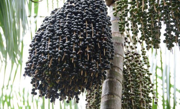 Em maio deste ano, a Índia abriu o mercado para a importação do refresco de açaí brasileiro.