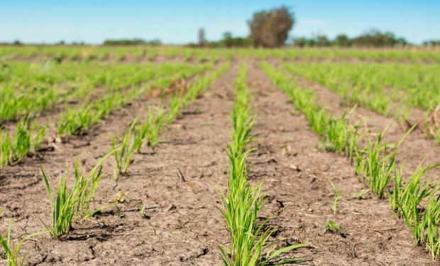 La producción de arroz en Argentina viene cayendo año a año.