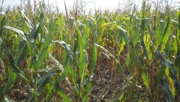 Siembra temprana: la estrategia de manejo de un productor del sudeste de Entre Ríos