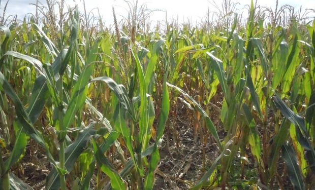 Germán Coletti, productor del sudeste de Entre Ríos, cuenta cuál es su estrategia de manejo agronómico.