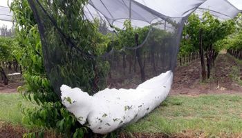 Declaran Emergencia Agropecuaria en Mendoza