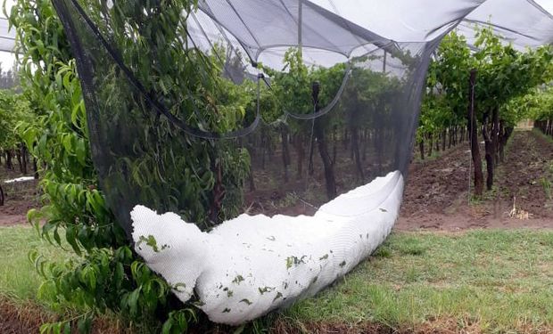 Los más afectados fueron los viñedos y los campos de frutas (ciruelas y duraznos).