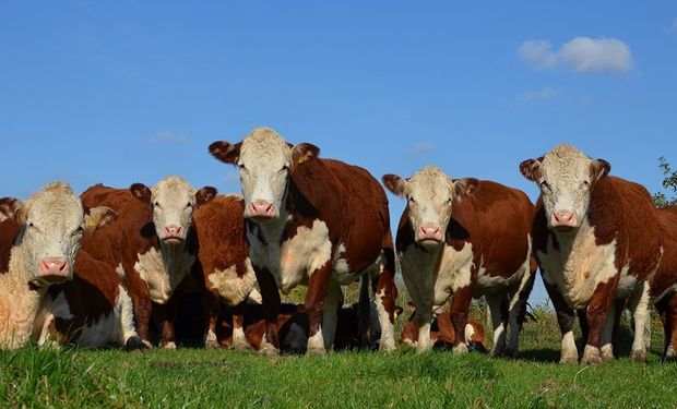 El Senasa continúa trabajando para abrir el mercado de Chile al semen y embriones bovinos.