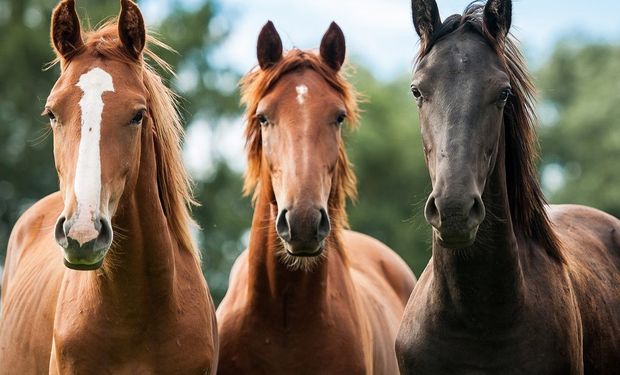 El país africano reconoció los centros de inseminación aprobados por Senasa.