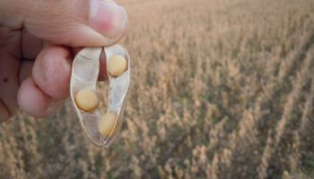 Un campo de soja podría llegar a pagar más de retenciones que de costos de siembra