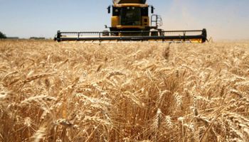 El trigo alcanzó el rendimiento más bajo desde 2010 y la producción se estima en 11,5 millones de toneladas