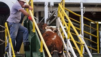 Uruguay reactivó la exportación de carne a China y ganado en pie a Turquía