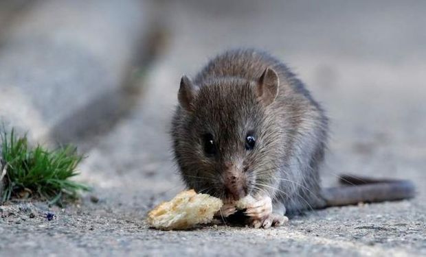 La Muerte De Un Joven Por Hantavirus Enciende Las Alarmas En Las Zonas Rurales Cómo Prevenir 2309