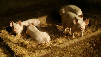 Productores porcinos aseguran que está en riesgo el abastecimiento de carne y los establecimientos por una crisis económica