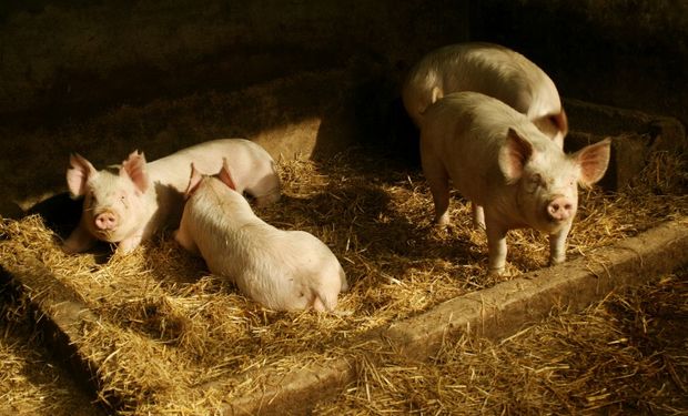 Productores porcinos aseguran que está en riesgo el abastecimiento de carne y los establecimientos por una crisis económica