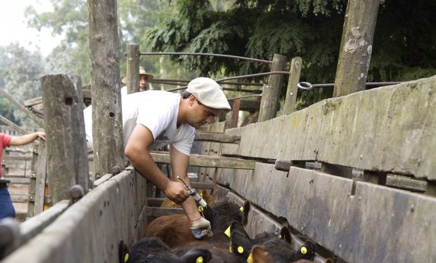 Avanza la campaña en el oeste formoseño.