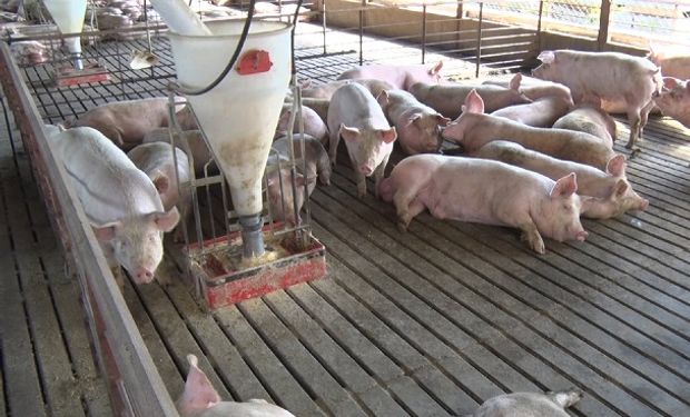Entre Ríos destacó el crecimiento de la actividad porcina y alcanzó el cuarto puesto en producción