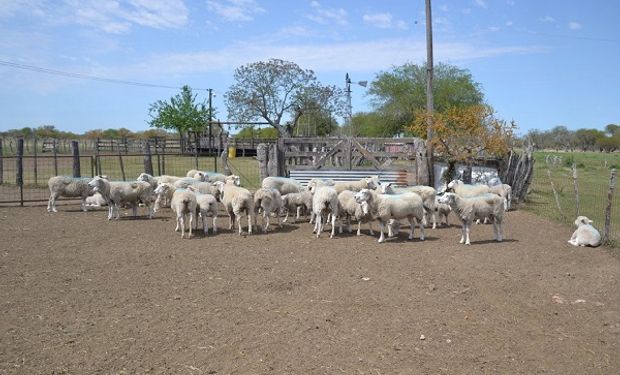 Entre Ríos: destinan 9,5 millones de pesos a producciones ovinas y caprinas