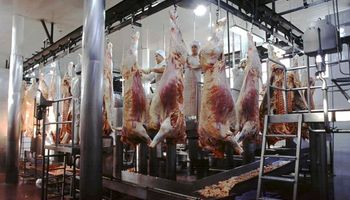 Venta de carne a China sube en el año 990%