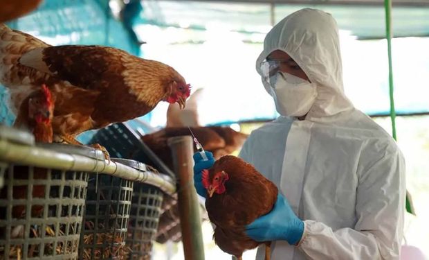 Gripe aviar: la OMS confirmó la muerte de una persona en China por una variante de la enfermedad