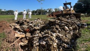 Avícola vs. Senasa por la destrucción de huevos: la empresa sigue intervenida y se realizará una tercera prueba de gripe aviar 