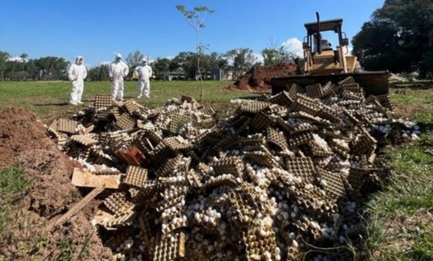 Avícola vs. Senasa por la destrucción de huevos: la empresa sigue intervenida y se realizará una tercera prueba de gripe aviar 