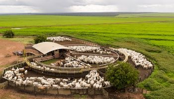 Bom Futuro mapeia cadeia de fornecimento de gado em Mato Grosso